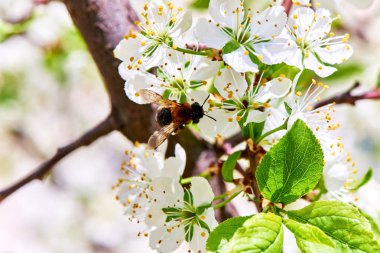 Baharda çiçekler ve ağaçlar
