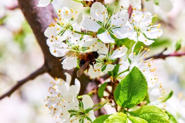 Baharda çiçekler ve ağaçlar