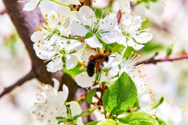 Baharda çiçekler ve ağaçlar