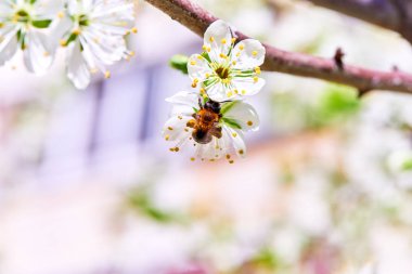 Baharda çiçekler ve ağaçlar