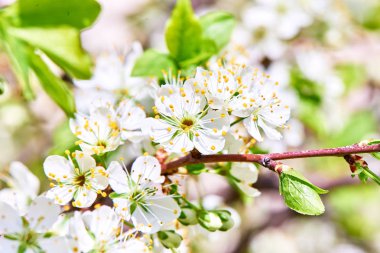 Baharda çiçekler ve ağaçlar
