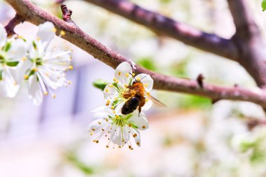 Baharda çiçekler ve ağaçlar