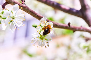 Baharda çiçekler ve ağaçlar