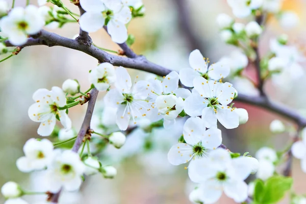 Baharda çiçekler ve ağaçlar