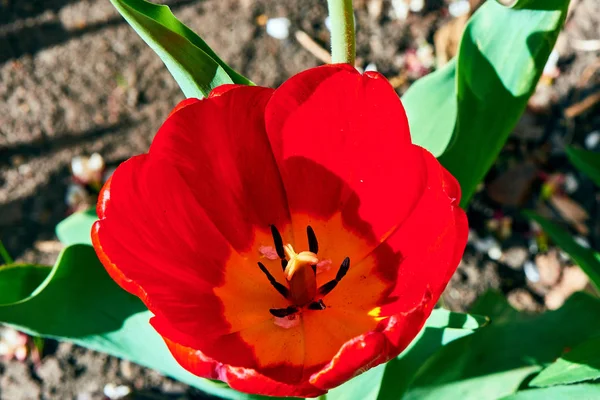 Baharda çiçekler ve ağaçlar