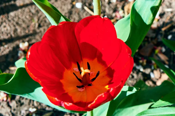 Baharda çiçekler ve ağaçlar