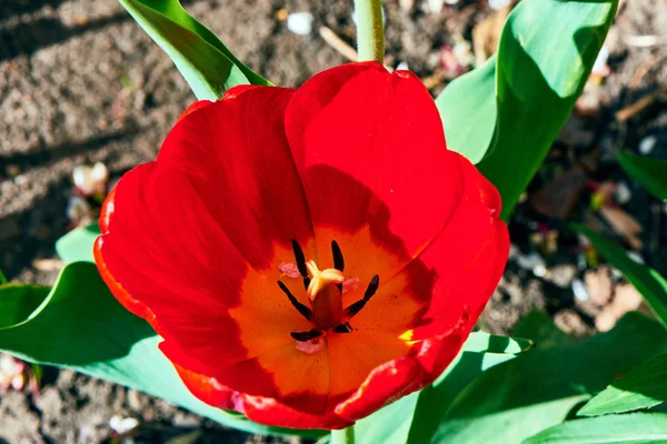 Baharda çiçekler ve ağaçlar