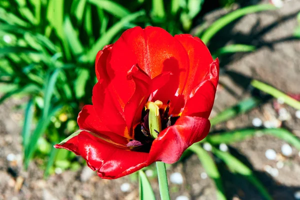 Baharda çiçekler ve ağaçlar