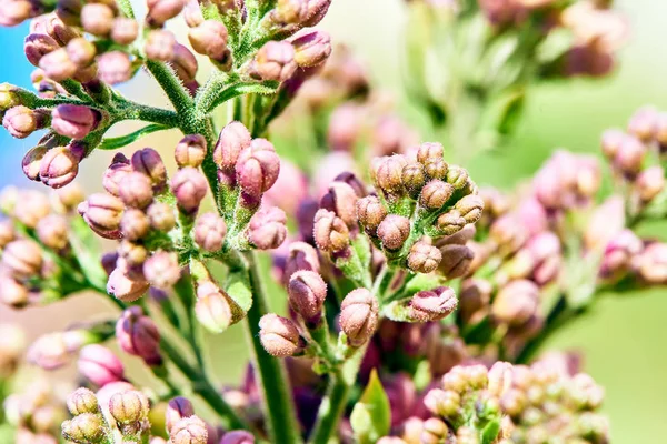 Baharda çiçekler ve ağaçlar