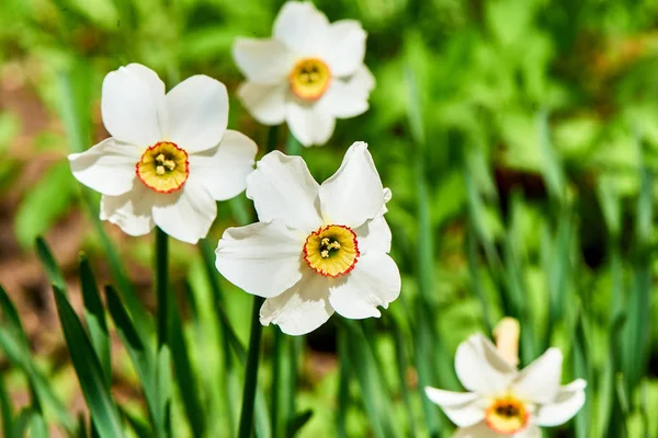 Baharda çiçekler ve ağaçlar