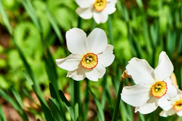 Baharda çiçekler ve ağaçlar