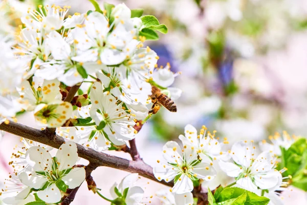 Baharda çiçekler ve ağaçlar