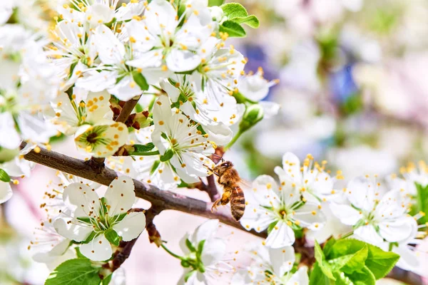 Baharda çiçekler ve ağaçlar