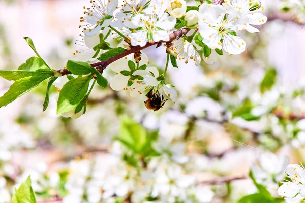 Baharda çiçekler ve ağaçlar