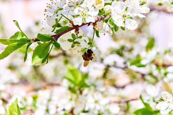 Baharda çiçekler ve ağaçlar