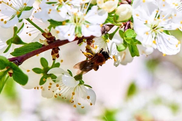 Baharda çiçekler ve ağaçlar