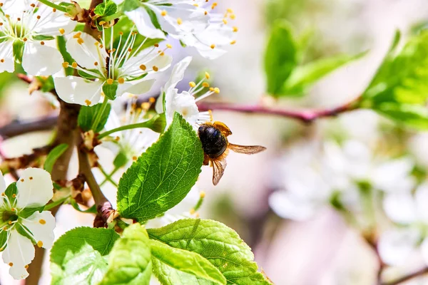 Baharda çiçekler ve ağaçlar