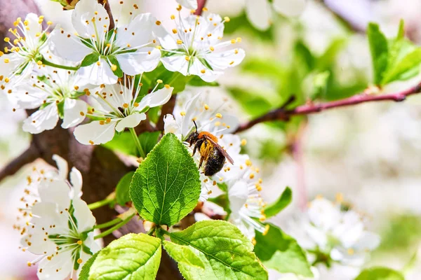 Baharda çiçekler ve ağaçlar