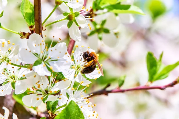 Lente Bloemen Bomen — Stockfoto