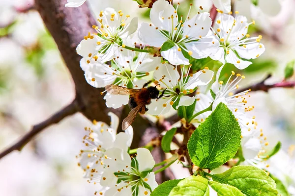 Baharda çiçekler ve ağaçlar