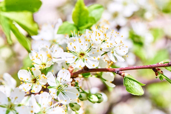Baharda çiçekler ve ağaçlar