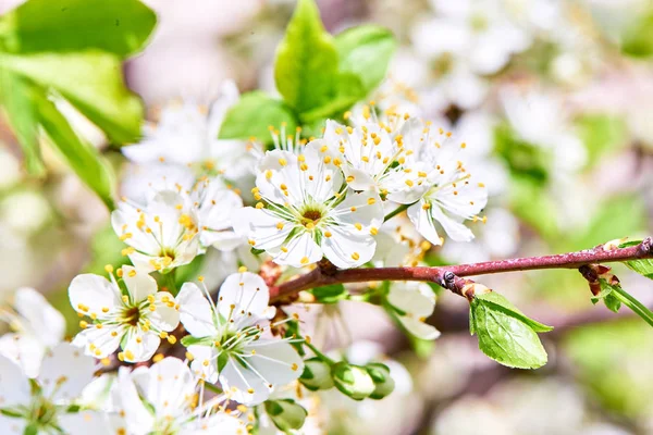 Baharda çiçekler ve ağaçlar