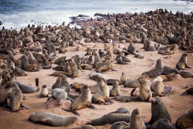 Cape çapraz, Skeleton Coast, Namibya, Afrika yakınındaki plajda pups ile deniz aslanları (mühürler, Otariinae)