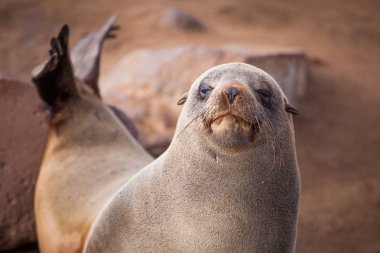 Cape çapraz, Skeleton Coast, Namibya, Afrika yakınındaki plajda pups ile deniz aslanları (mühürler, Otariinae)