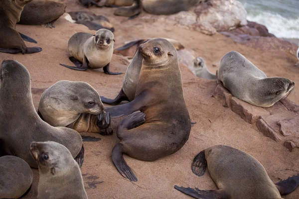 Sea Lions Seals Otariinae Pups Beach Cape Cross Skeleton Coast — Stock Photo, Image