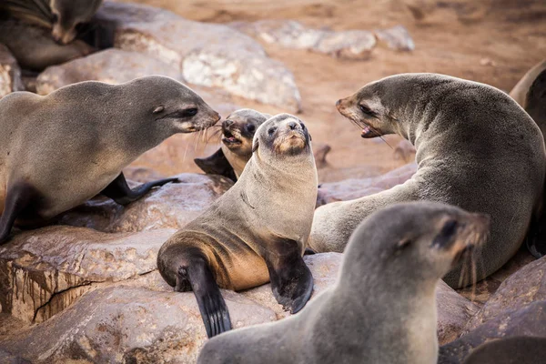 Sea Lions Seals Otariinae Pups Beach Cape Cross Skeleton Coast — Stock Photo, Image