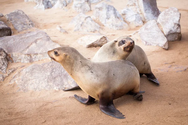 Leoni Marini Foche Otariine Con Cuccioli Spiaggia Vicino Cape Cross — Foto Stock