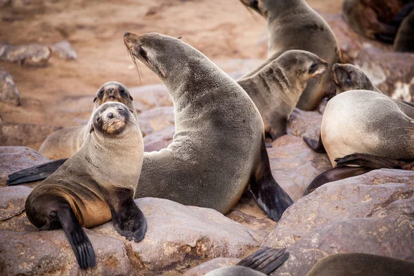 Sea Lions Seals Otariinae Pups Beach Cape Cross Skeleton Coast — Stock Photo, Image