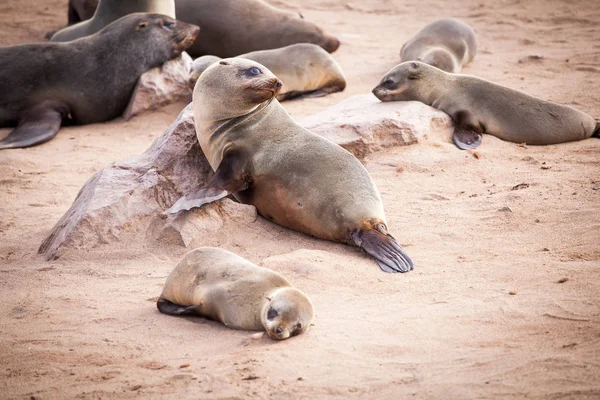 Sea Lions (Seals, Otariinae) with pups at the beach near Cape Cross, Skeleton Coast, Namibia, Africa