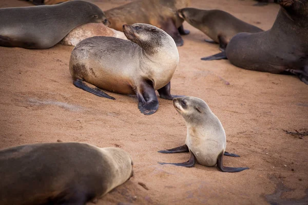 Sea Lions Seals Otariinae Pups Beach Cape Cross Skeleton Coast — Stock Photo, Image