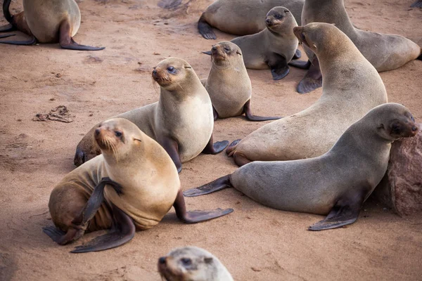 Sea Lions Seals Otariinae Pups Beach Cape Cross Skeleton Coast — Stock Photo, Image