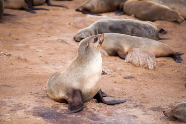 Sea Lions Seals Otariinae Pups Beach Cape Cross Skeleton Coast — Stock Photo, Image