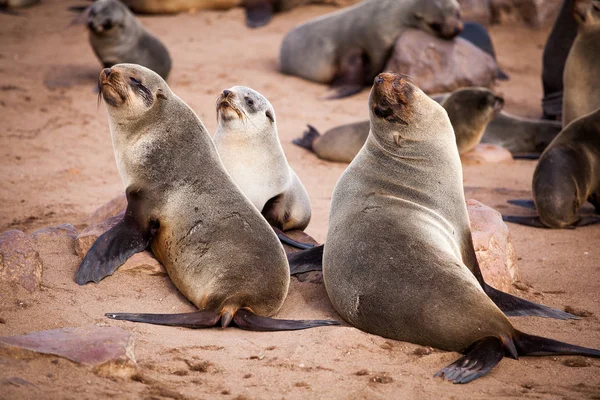 Sea Lions Seals Otariinae Pups Beach Cape Cross Skeleton Coast — Stock Photo, Image