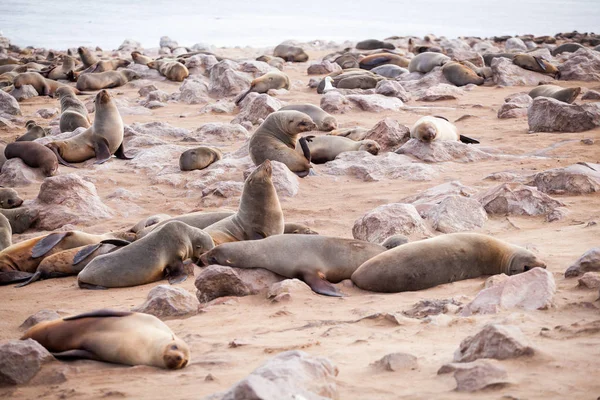 Sea Lions Seals Otariinae Pups Beach Cape Cross Skeleton Coast — Stock Photo, Image