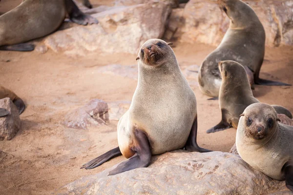 Sea Lions Seals Otariinae Pups Beach Cape Cross Skeleton Coast — Stock Photo, Image