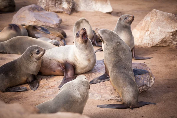 Sea Lions Seals Otariinae Pups Beach Cape Cross Skeleton Coast — Stock Photo, Image