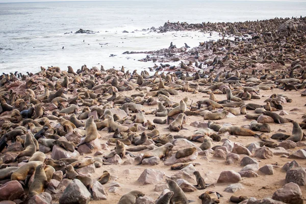 Sea Lions Seals Otariinae Pups Beach Cape Cross Skeleton Coast — Stock Photo, Image