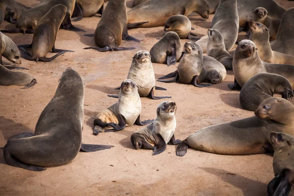 Sea Lions Seals Otariinae Pups Beach Cape Cross Skeleton Coast — Stock Photo, Image