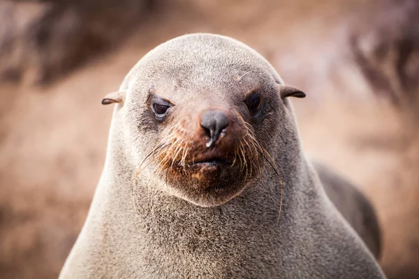 Lwy Morskie Uszczelnienia Otariinae Pup Plaży Pobliżu Cape Cross Skeleton — Zdjęcie stockowe