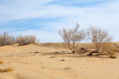 Çöl Karakalpakstan, Özbekistan, Orta Asya ortasında nadir kuru çalılar