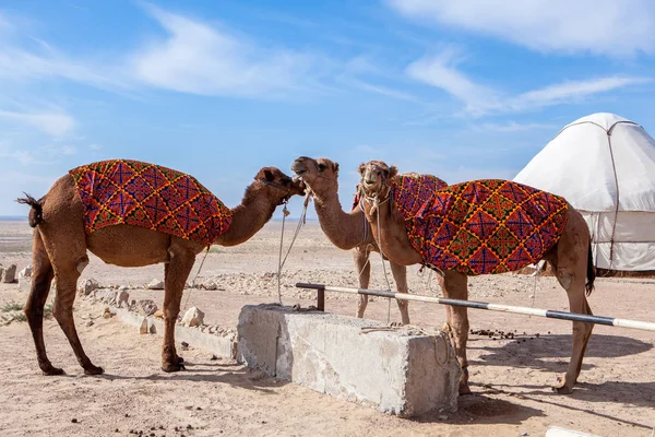 Deve (Camelus) Karakalpakstan kampında çöl, BM bölge, Özbekistan.