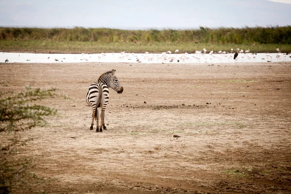 Vicces zebra (Equus quagga) — Stock Fotó