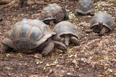 Aldabra dev kaplumbağa (Aldabrachelys kızgözü)