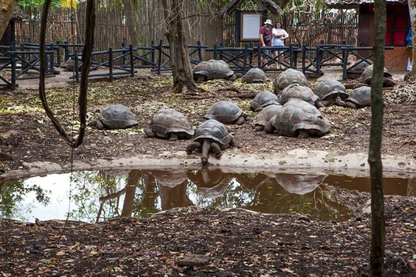 Aldabra dev kaplumbağa