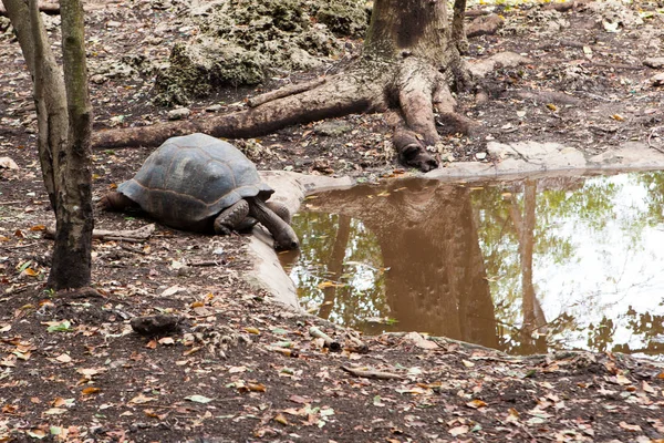 Aldabra dev kaplumbağası (Aldabrachelys dev kaplumbağa çayı)