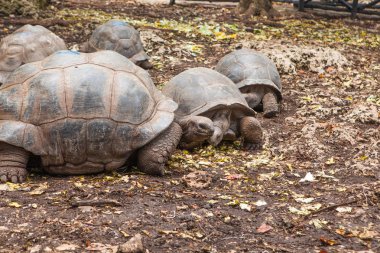 Aldabra dev kaplumbağa (Aldabrachelys kızgözü)